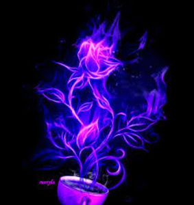 Meet your Posher, Angelo